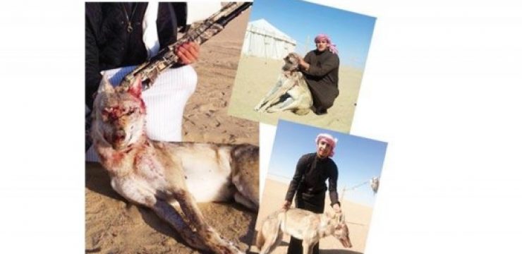 Kuwaiti-man-kills-wolf-2.jpg