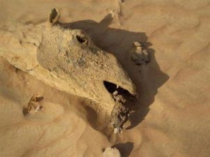 15 Yr Old’s Pocket Money Can’t Save Camels Killed by Plastic