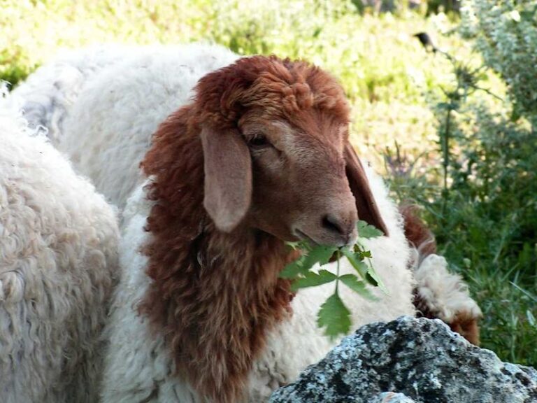 New DNA Test Spots Ewes That Get More Lambs for Their Bang