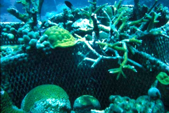 water issues, pollution, climate change, coral reef, red sea, gulf, electricity, nature conservation, coral