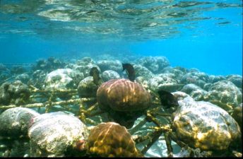Electrified Cages Revive Dead Coral Reefs