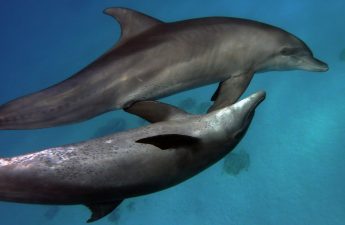 Egypt Establishes Country’s First Dolphin Sanctuary