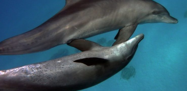 egypt-dolphines.jpg