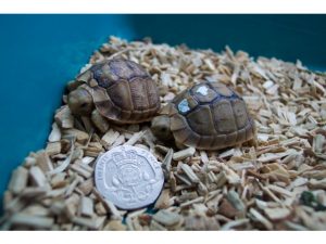 Critically Endangered Egyptian Tortoise: “Rarer Than Rockin Horse Poo…”