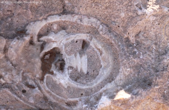 fossil rock arabian desert