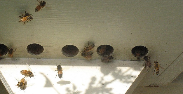 Cellular Phones, WiFi and Bee Collapse? Israeli Bee Boss Not Buying It