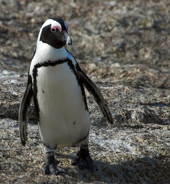 biodiversity, marine protected area, cape town, eco tour, jackass penguin