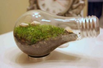 Light Bulb Terrarium and 5 New Uses For Old Light Bulbs