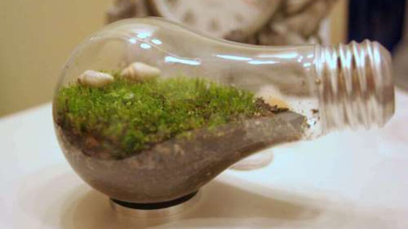 How to build a terrarium