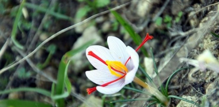 saffron-flower-stamen.jpg