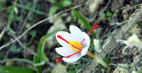 saffron flower, stamen anti-cancer, cancer