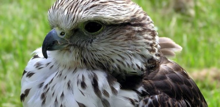 saker-falcon.jpg