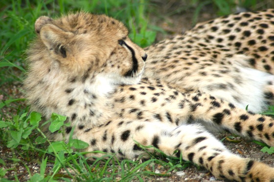 wildlife conservation, cheetahs, South Africa, endangered species, wildlife, animal conservation