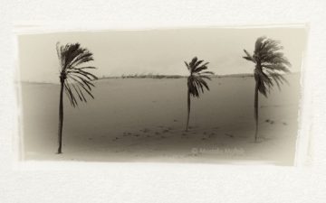 Egypt Now Contracting a Whopping 1,000 MW Wind Farm!