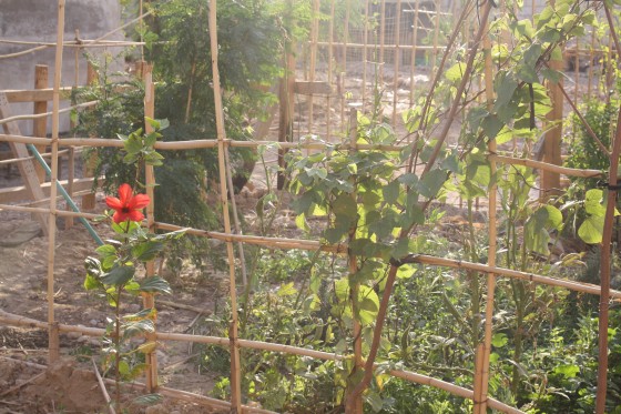 permaculture, jordan dead sea harmony center