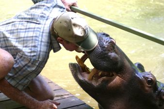 Jessica the Hippo Doesn’t Know She is Africa’s Most Dangerous Animal