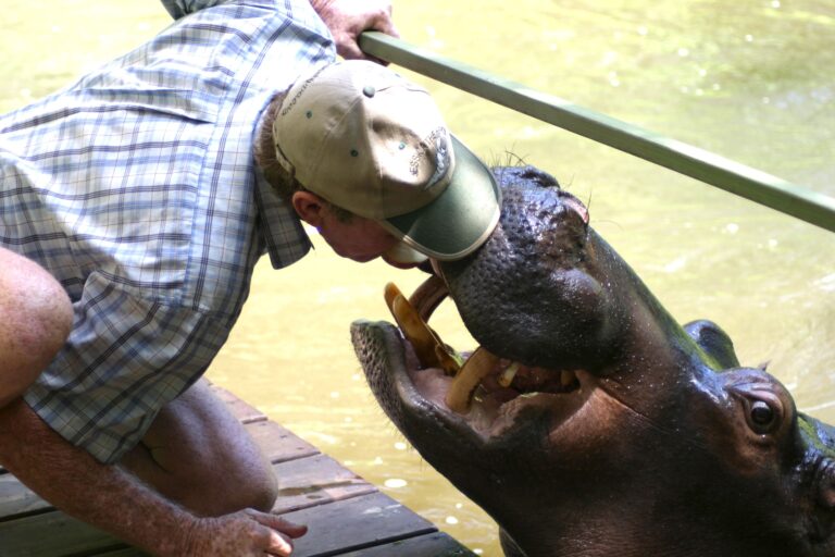 Jessica the Hippo Doesn’t Know She is Africa’s Most Dangerous Animal
