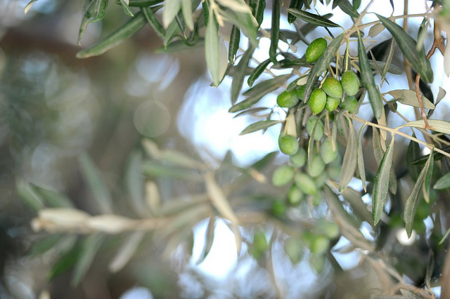 Green Tours Across Palestine (PHOTOS)