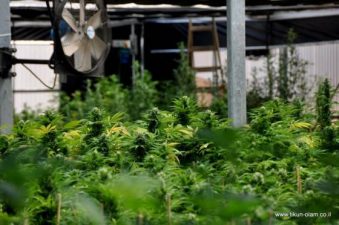 Israel’s hidden marijuana farm Tikkun Olam