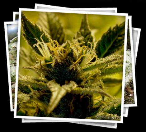 Israel Relaxes Regulations On Medical Marijuana