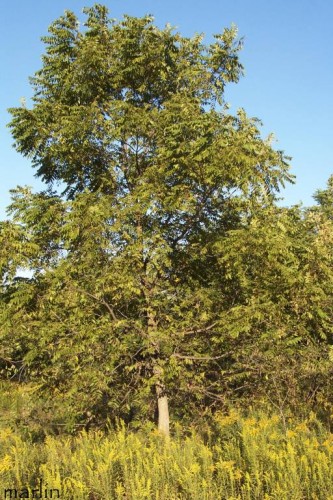 american black walnut