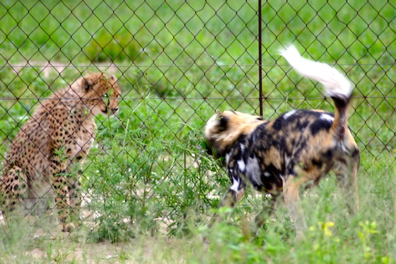 wildlife conservation, cheetahs, South Africa, endangered species, wildlife, animal conservation