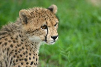 The Cheetah: Nature’s 21st Century Feminist