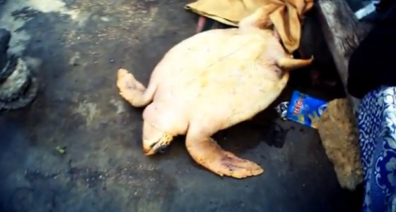 dead sea turtle lebanon