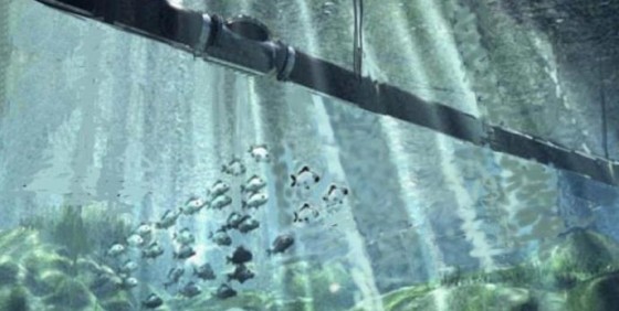 desalinated water fish pipe undersea photo