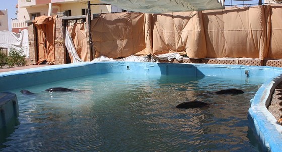 wildlife conservation, animal conservation, egypt, kuwait, wildlife, illegal wildlife trafficking, united arab emirates