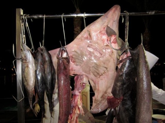 endangered species, illegal fishing, Hurghada, tourism, sharks