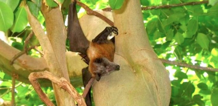 fruit-bat-fig-tree.jpg