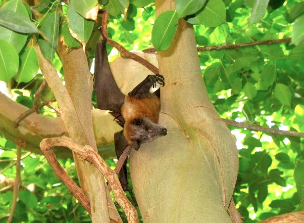 Thousands of Endangered Fruit Bats Were Gunned Down in Lebanon