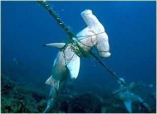 Shark Fin Soup Contributes to World Hunger