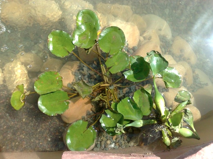 eco-pool, natural pool, ecological pool, chemicals, pollution, constructed wetlands, green design, sustainable design, eco design