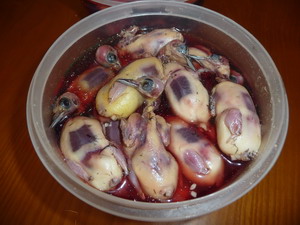 wildlife conservation, animal conservation, egypt, kuwait, wildlife, illegal wildlife trafficking, united arab emirates