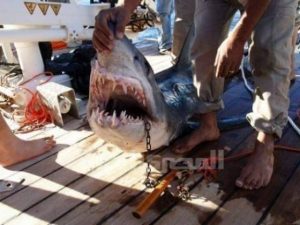 Egypt’s Red Sea Sharks Face Extinction