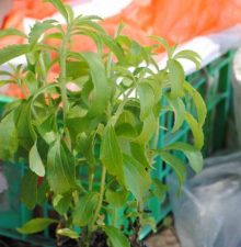 Stevia Sweeteners Now Approved in Israel