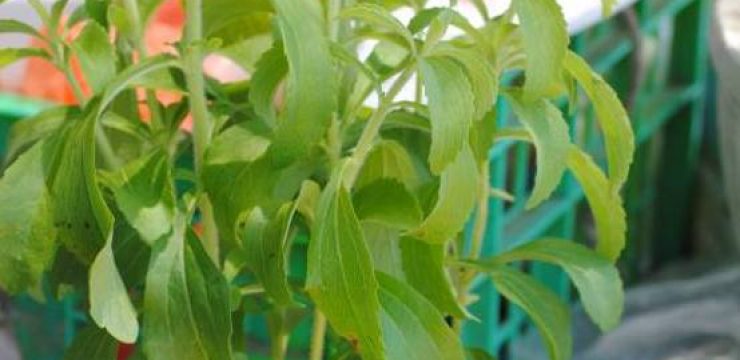 stevia.jpg