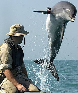 dolphins, animal rights, persian gulf, arabian gulf, oil, marine mammals