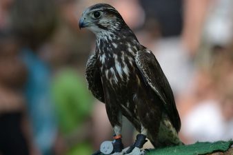 Gulf people ridicule female falconry association