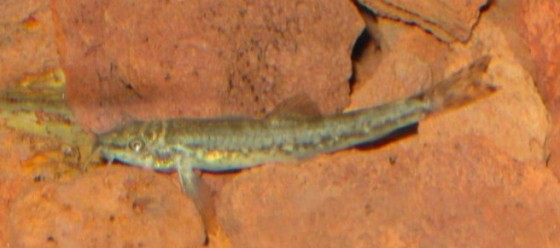 Nemacheilus dori israel 