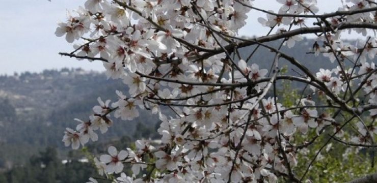almond-blossoms-israel.jpg