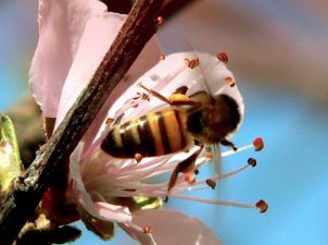 Lebanon’s Bees are Freezing to Death