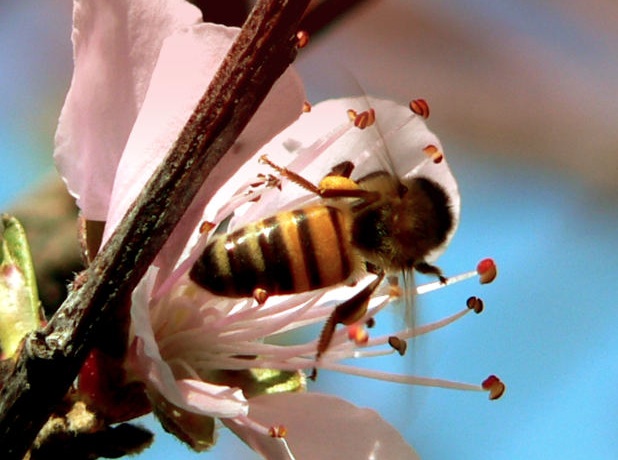 bees, honey, agriculture, colony collapse disorder, farming, Lebanon, winter, extreme weather