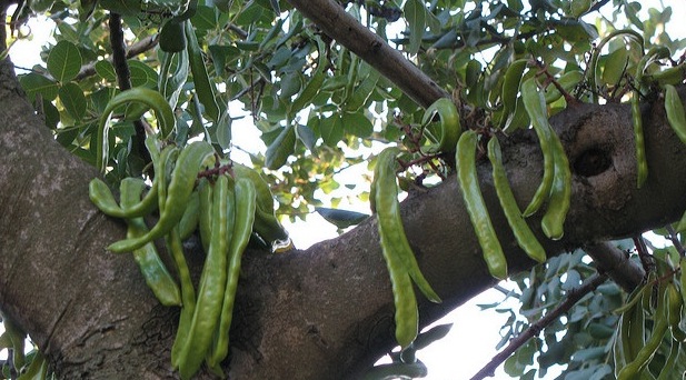 carob beans unripe