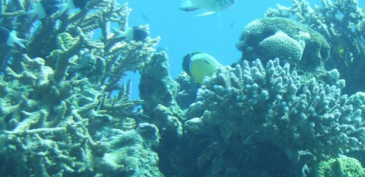 eilat-underwater-tourism.jpg