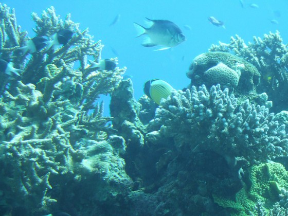 "eilat underwater eco tourism"