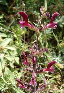 image-jerusalem-sage