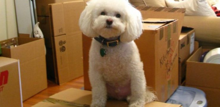 moving-day-poodle-boxes.jpg